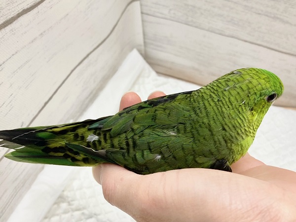 最新画像!サザナミインコ(ノーマル) 男の子 お歌の練習中です♪ サザナミインコ