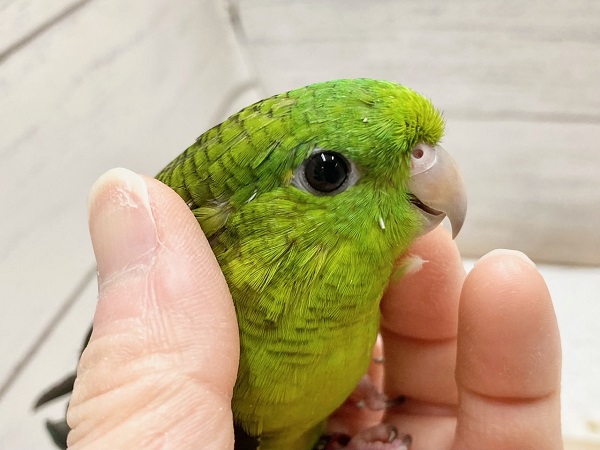 最新画像!サザナミインコ(ノーマル) 男の子 お歌の練習中です♪ サザナミインコ