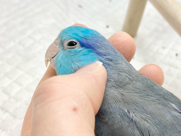 マメルリハ