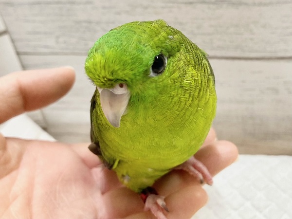 最新画像!サザナミインコ(ノーマル) 男の子 お歌の練習中です♪ サザナミインコ