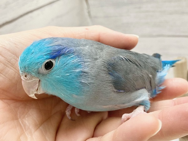 マメルリハ