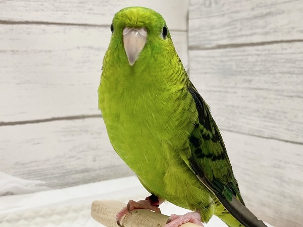 最新画像!サザナミインコ(ノーマル) 男の子 お歌の練習中です♪ サザナミインコ