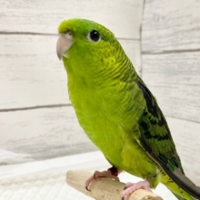 最新画像！サザナミインコ（ノーマル）　男の子　お歌の練習中です♪