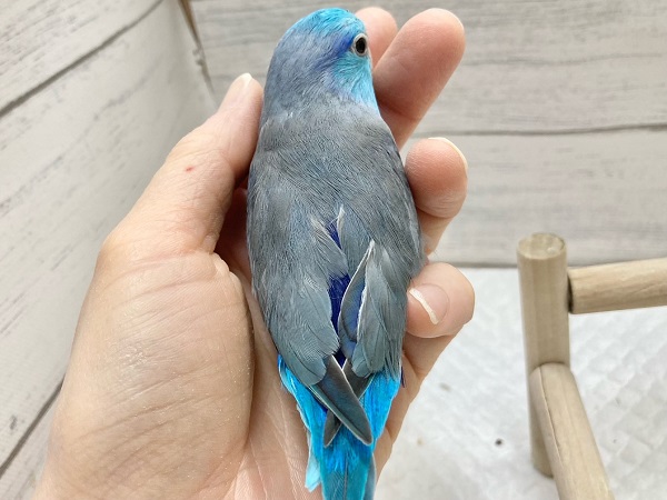 マメルリハ