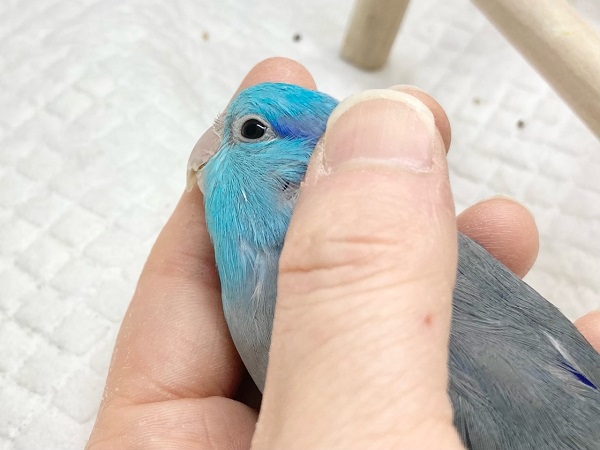 マメルリハ