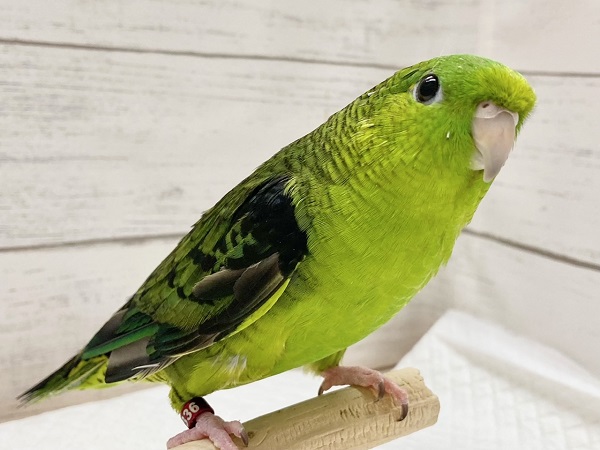 最新画像!サザナミインコ(ノーマル) 男の子 お歌の練習中です♪ サザナミインコ