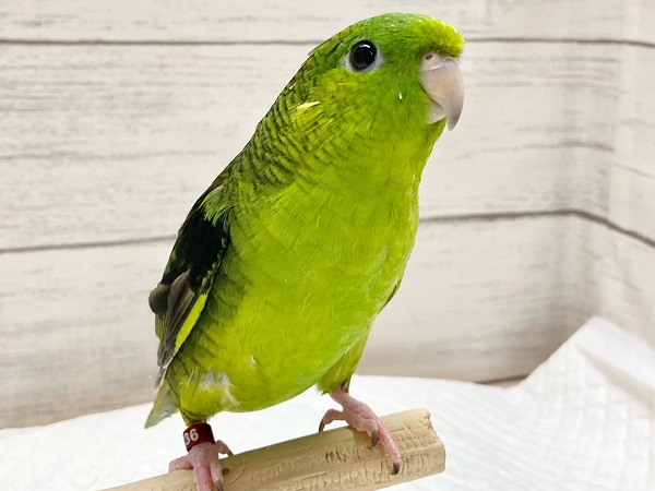 最新画像!サザナミインコ(ノーマル) 男の子 お歌の練習中です♪ サザナミインコ