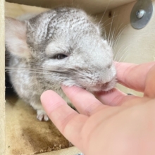 なでなで大好き☆もっちもちわらび餅ちゃん☆　シナモンカラーのチンチラちゃん♪