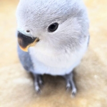 最新画像になります☆魅惑のムラサキ💜　コザクラインコ（バイオレット）