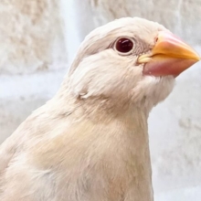 最新画像になります☆さわってみる？？ふわふわきなこ餅〜🎵　シナモン文鳥