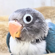 最新画像になります☆おめめがあったらﾐﾗｸﾙ～♪👀💙✨　ボタンインコ（ブルー）