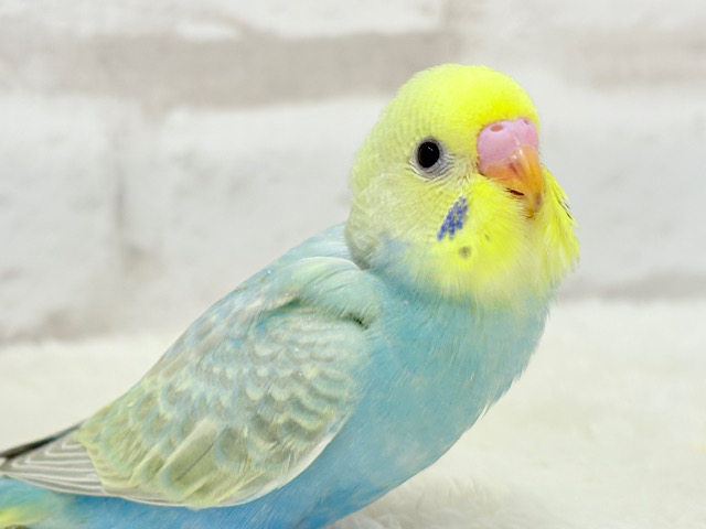 【最新画像更新🪄】オンリーワン☆宝石カラー🐣💎.*セキセイインコ(パステルカラーレインボー) ヒナ 【最新画像更新🪄】オンリーワン☆宝石カラー🐣💎.*セキセイインコ(パステルカラーレインボー) ヒナ