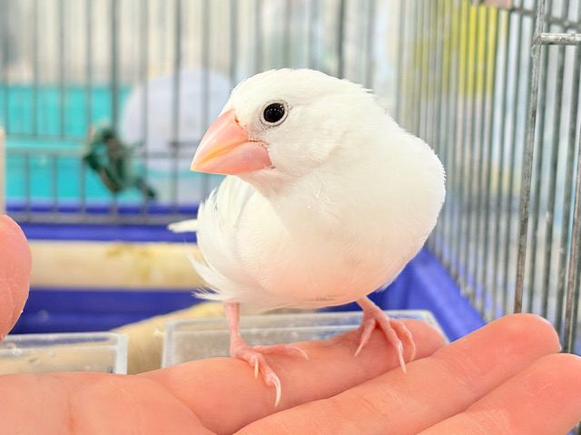 【最新画像・動画更新🪄ひとり餌・カゴデビューしました☆】裸ん坊天使🐣🤍白文鳥 ヒナ 【最新画像・動画更新🪄ひとり餌・カゴデビューしました☆】裸ん坊天使🐣🤍白文鳥 ヒナ