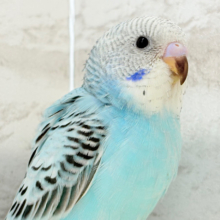 【最新画像更新🪄ひとり餌‪になりました☆】もりもり食べて大きくなるゾ‪☆セキセイインコ(オパーリン) ヒナ