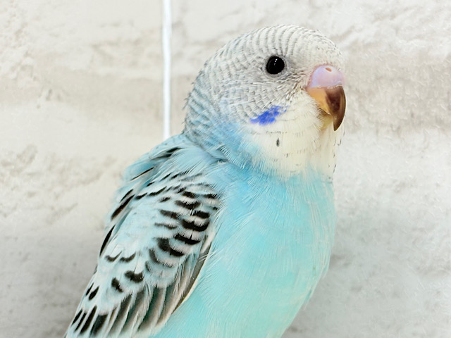 【最新画像更新🪄ひとり餌になりました☆】もりもり食べて大きくなるゾ☆セキセイインコ(オパーリン) ヒナ 【最新画像更新🪄ひとり餌になりました☆】もりもり食べて大きくなるゾ☆セキセイインコ(オパーリン) ヒナ