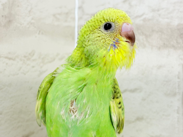 【最新画像更新🪄】ふわふわわた毛が雪みたい🐣❄️💚セキセイインコ(スパングル) ヒナ 【最新画像更新🪄】ふわふわわた毛が雪みたい🐣❄️💚セキセイインコ(スパングル) ヒナ