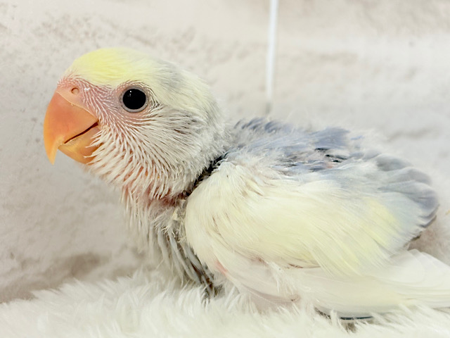 美しの色味♡わた毛コザっちょ🐣☁️コザクラインコ(バイオレットオパーリンパイド) ヒナ 美しの色味♡わた毛コザっちょ🐣☁️コザクラインコ(バイオレットオパーリンパイド) ヒナ