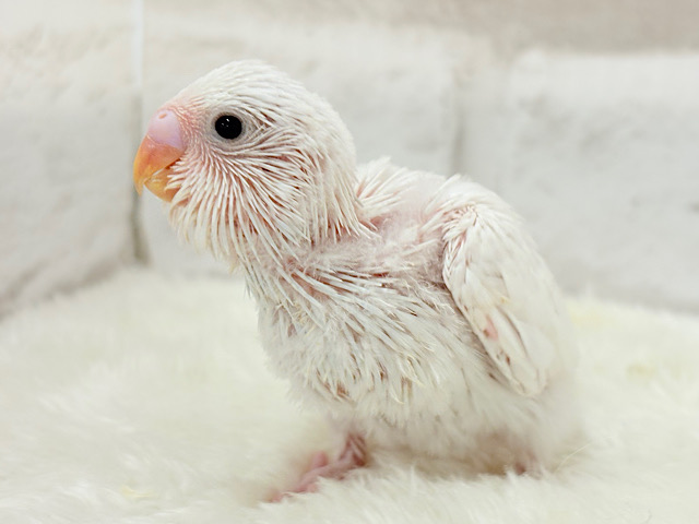 元気いっぱい☆雪ん子ちゃん🐣❅*॰ॱセキセイインコ(ダブルファクター) ヒナ 元気いっぱい☆雪ん子ちゃん🐣❅*॰ॱセキセイインコ(ダブルファクター) ヒナ