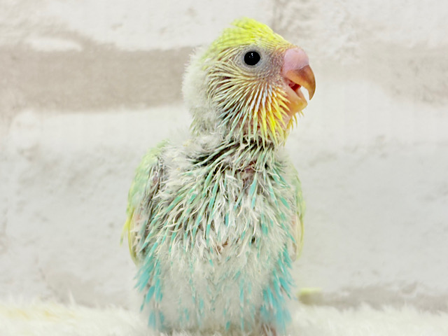 しゅわふわっ🫧わたあめ付きのメロンソーダ🐣🧃セキセイインコ(パステルカラーレインボー) ヒナ しゅわふわっ🫧わたあめ付きのメロンソーダ🐣🧃セキセイインコ(パステルカラーレインボー) ヒナ