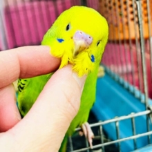 つぶらな瞳に吸い込まれる〜💓‪セキセイインコのヒナ(グリーンオパーリン)入荷しました❤️