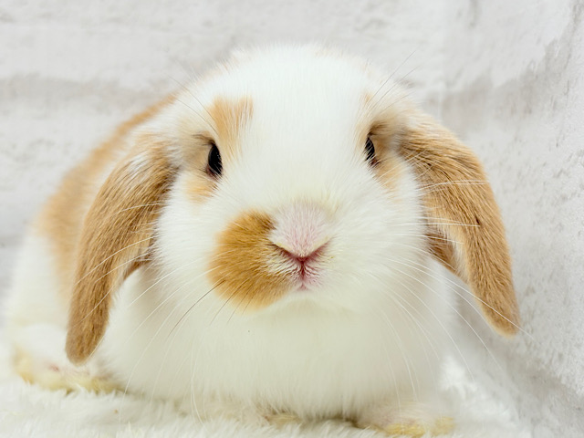 【動画更新🪄】ツインテールが似合ってる🐰💖ロップイヤーラビット(ブロークン)女の子 【動画更新🪄】ツインテールが似合ってる🐰💖ロップイヤーラビット(ブロークン)女の子