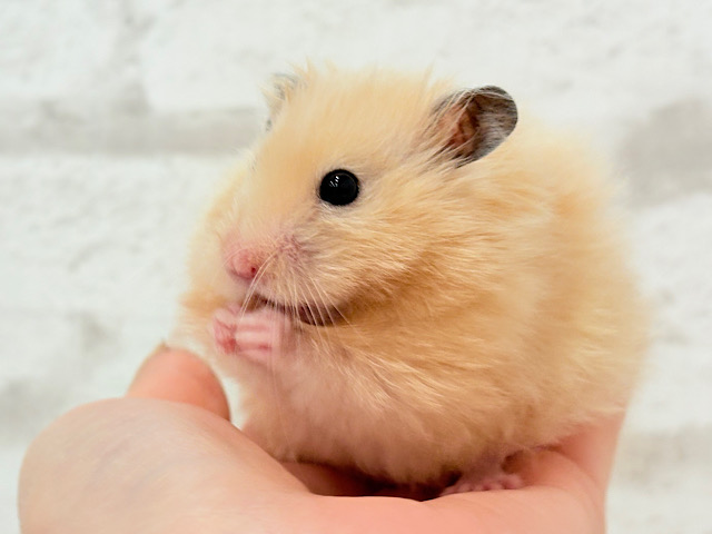 ふわふわさらさら🫧サテンハムスター(アプリコット) 男の子 ふわふわさらさら🫧サテンハムスター(アプリコット) 男の子