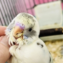 ふわふわ系☁️可愛いが溢れる〜🌈セキセイインコのヒナ(4色ハルクイン)❤️