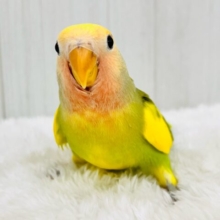たっぷりイエロー💛個性派！小桜インコのタイガーチェリー🌼