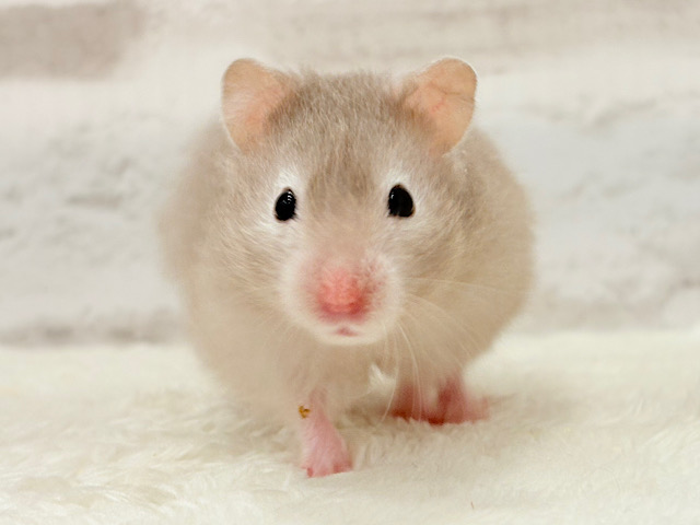 ふんわり淡セーブル🐹🫧セーブルハムスター(女の子) ふんわり淡セーブル🐹🫧セーブルハムスター(女の子)