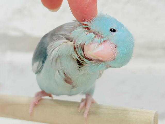 【最新画像更新🪄もうすぐひとり餌☆】甘々注意💖あたまに雪が舞い降りた🐣❄️マメルリハ(ブルーパイド)女の子 ヒナ 【最新画像更新🪄もうすぐひとり餌☆】甘々注意💖あたまに雪が舞い降りた🐣❄️マメルリハ(ブルーパイド)女の子 ヒナ