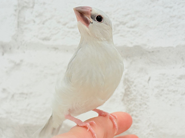 【最新画像更新🪄】色合いの変化が楽しみすぎる♬*°シルバー文鳥 ヒナ 【最新画像更新🪄】色合いの変化が楽しみすぎる♬*°シルバー文鳥 ヒナ
