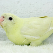 ピーポポ星から舞い降りた🐣💫サザナミインコ(クリーム) ヒナ
