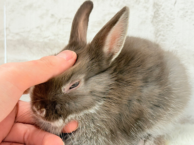 なでなでOK◎甘々チョコレート🐰🍫💖ネザーランドドワーフ(チョコレート) 男の子 なでなでOK◎甘々チョコレート🐰🍫💖ネザーランドドワーフ(チョコレート) 男の子