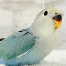 【最新画像更新🪄】チャームポイントはキュルキュルおめめ🐣🫧コザクラインコ(ブルーチェリーパイド) ヒナ