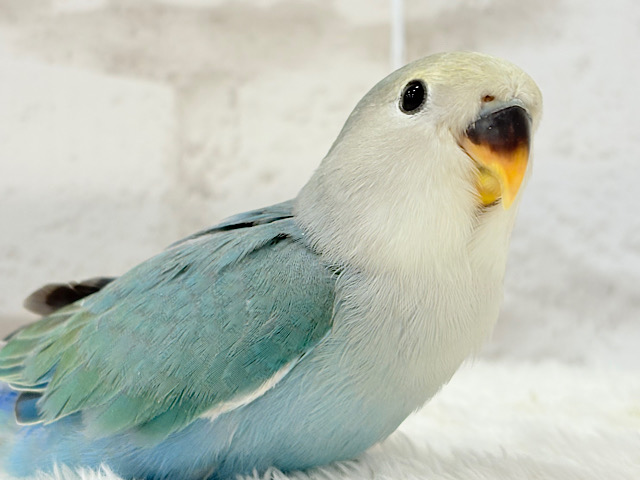 【最新画像更新🪄】チャームポイントはキュルキュルおめめ🐣🫧コザクラインコ(ブルーチェリーパイド) ヒナ 【最新画像更新🪄】チャームポイントはキュルキュルおめめ🐣🫧コザクラインコ(ブルーチェリーパイド) ヒナ