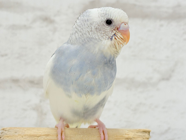 【最新画像更新🪄】個性的カラー☆上目遣いが得意な子♥セキセイインコ(パイド) ヒナ 【最新画像更新🪄】個性的カラー☆上目遣いが得意な子♥セキセイインコ(パイド) ヒナ