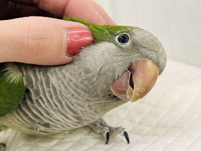 画像更新☆コロンコロン♪オキナインコ(グリーン) 画像更新☆コロンコロン♪オキナインコ(グリーン)