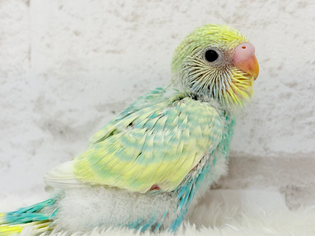 しゅわっ🫧パチッ🪅メロンソーダ🐣💚セキセイインコ(パステルカラーレインボー) ヒナ しゅわっ🫧パチッ🪅メロンソーダ🐣💚セキセイインコ(パステルカラーレインボー) ヒナ