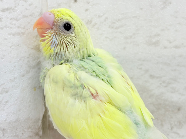 可愛さ120点💖フラワーレインボー🐣🌼セキセイインコ(パステルカラーレインボーパイド) ヒナ 可愛さ120点💖フラワーレインボー🐣🌼セキセイインコ(パステルカラーレインボーパイド) ヒナ