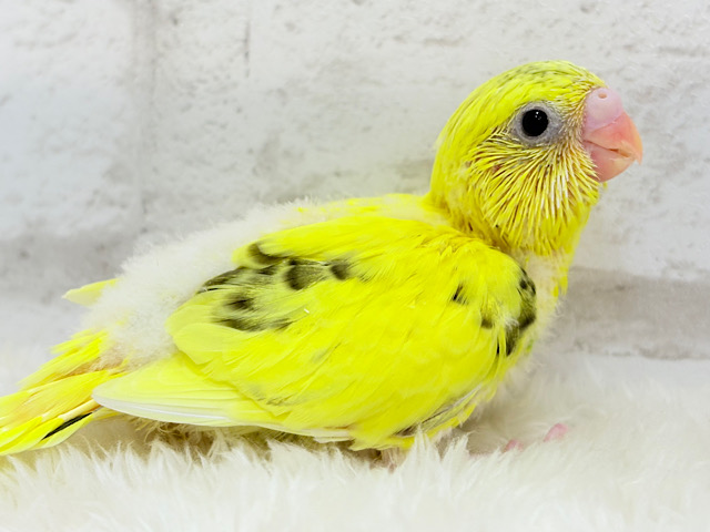 のりたまちゃん🐣💛セキセイインコ(黄色ハルクイン) ヒナ のりたまちゃん🐣💛セキセイインコ(黄色ハルクイン) ヒナ