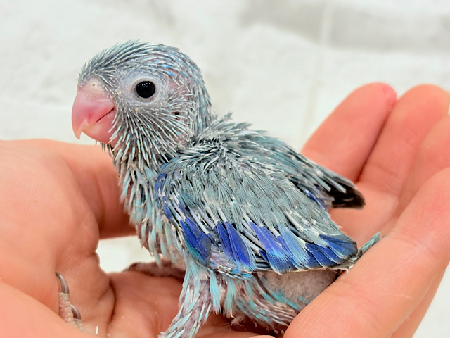 小粒っ子ベイビー🐣💙マメルリハ(ブルー) ヒナ 小粒っ子ベイビー🐣💙マメルリハ(ブルー) ヒナ