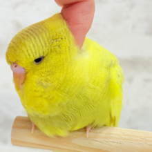 【動画更新🪄ひとり餌になりました‪☆】お花みたいな背中の模様🌼💚ジャンボセキセイインコ(スパングルパイド) ヒナ