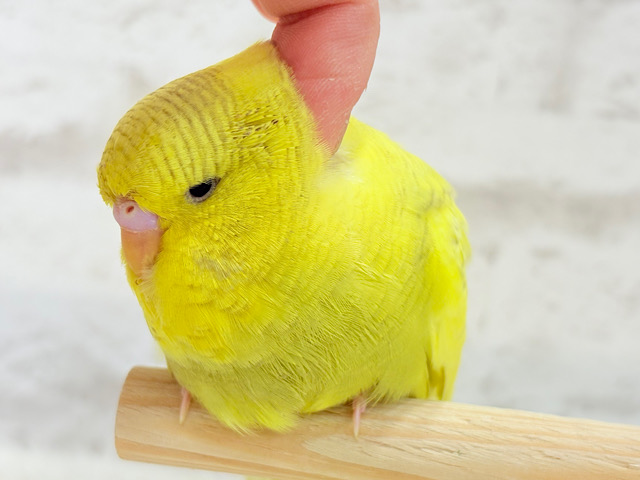 【動画更新🪄ひとり餌になりました☆】お花みたいな背中の模様🌼💚ジャンボセキセイインコ(スパングルパイド) ヒナ 【動画更新🪄ひとり餌になりました☆】お花みたいな背中の模様🌼💚ジャンボセキセイインコ(スパングルパイド) ヒナ