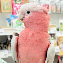【動画更新🪄】ずっしりもっちりもちもちモモちゃん🍑💖モモイロインコ(ノーマル) 男の子