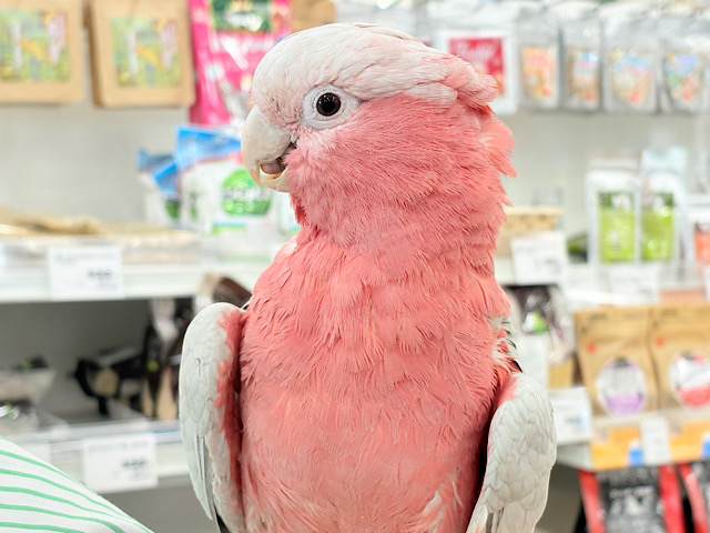 【動画更新🪄】ずっしりもっちりもちもちモモちゃん🍑💖モモイロインコ(ノーマル) 男の子 【動画更新🪄】ずっしりもっちりもちもちモモちゃん🍑💖モモイロインコ(ノーマル) 男の子