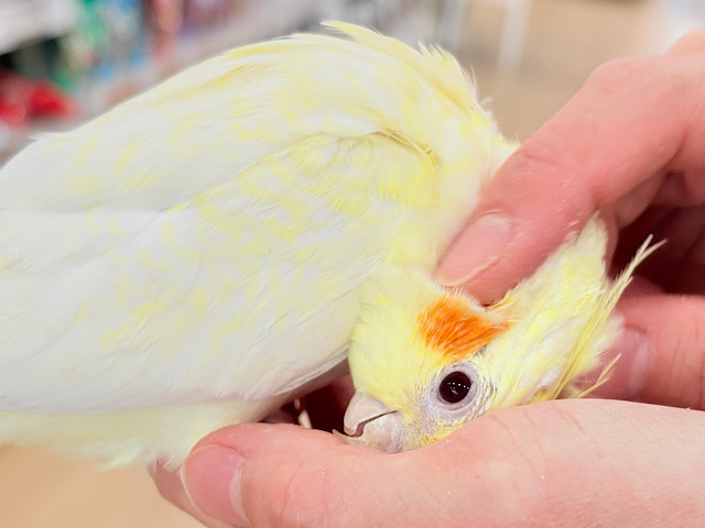 おねだりの仕草に胸きゅんきゅん🐥💘オカメインコ(ルチノーパール) おねだりの仕草に胸きゅんきゅん🐥💘オカメインコ(ルチノーパール)