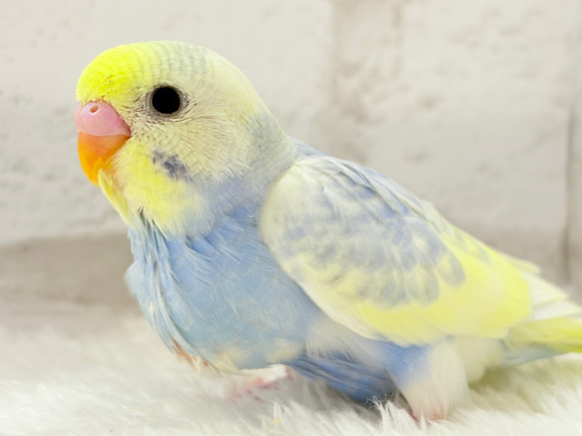 【最新画像更新🪄】ふわふわ☁️背中の花びら美しい🐣💜セキセイインコ(パステルレインボーパイド) ヒナ 【最新画像更新🪄】ふわふわ☁️背中の花びら美しい🐣💜セキセイインコ(パステルレインボーパイド) ヒナ