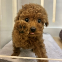 あたちから離れないでぇ〜！！トイプードルちゃん！