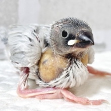 シルバー文鳥  ⟡.·*🐦