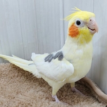 最新動画更新💓‪よく鳴いて、立派だよ〜✨オカメインコ(パイド)入荷しました❤️
